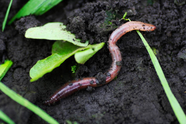 Earthworms & Soil Health