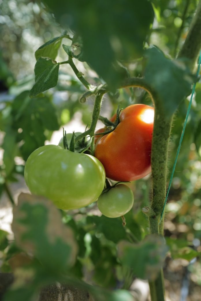 Tomatoes plant